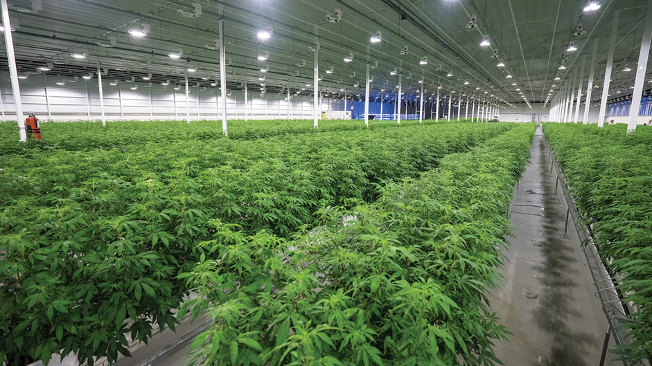 Акции производителей марихуаны могут взлететь в ближайшие 2-3 года